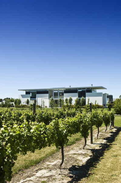 Marlborough vineyard